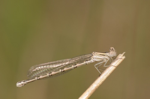 Female
11July 2011 CO